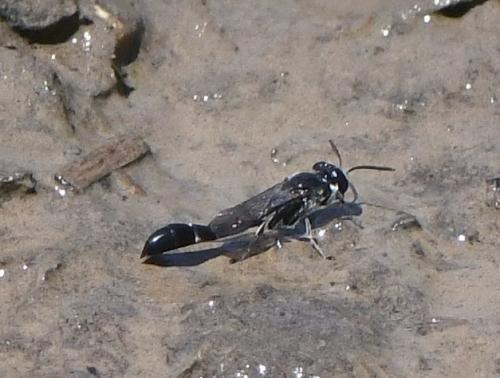 Trypoxylon sp.